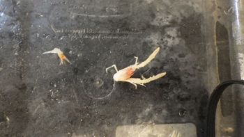 Media type: image; Invertebrate Zoology 153851   Description: live specimen;
